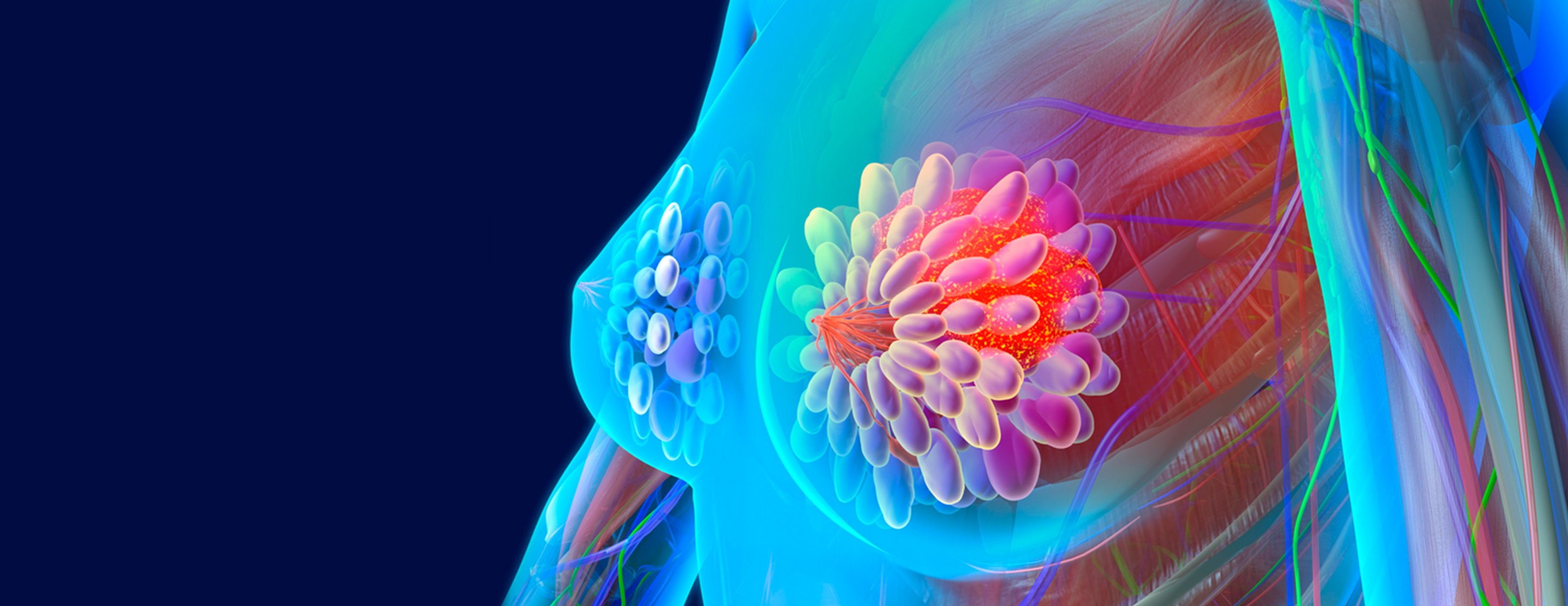 Basic Facts About Breast Health: Breast Anatomy | UCSF Health